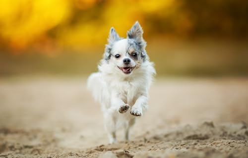 OZLHSP 3D Puzzle Leuchtend 1000 Teile Chihuahua-Tiere 75x50cm OZLHSP 3D Puzzle Leuchtend 1000 Teile Chihuahua-Tiere 75x50cm von OZLHSP