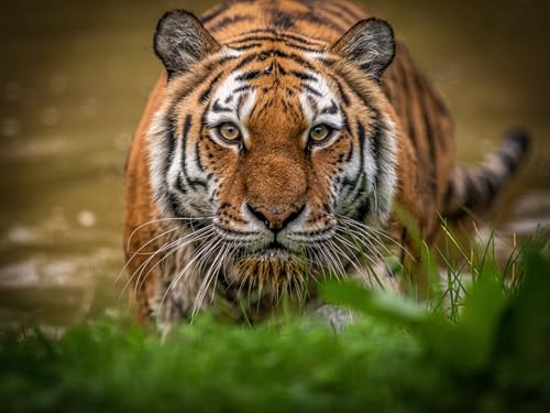 OZLHSP 3D Puzzle Leuchtend 1000 Teile Tiger Tiere 75x50cm von OZLHSP