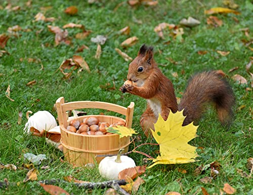OZLHSP 3D Puzzle Leuchtend 500 Teile Eichhörnchen Haselnuss Eimer Tier 52x38cm von OZLHSP