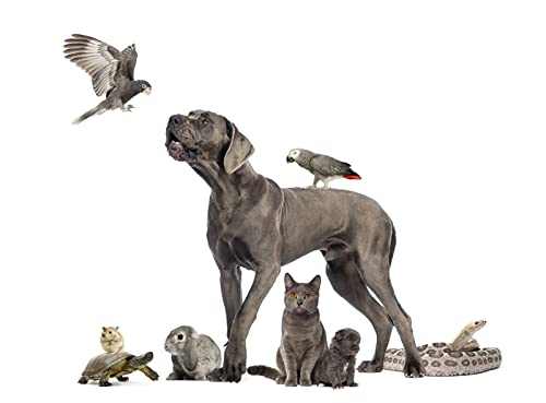 OZLHSP 500 Puzzle Welpen Schlange Papageien Schildkröten 52x38cm OZLHSP 500 Puzzle Welpen Schlange Papageien Schildkröten 52x38cm von OZLHSP