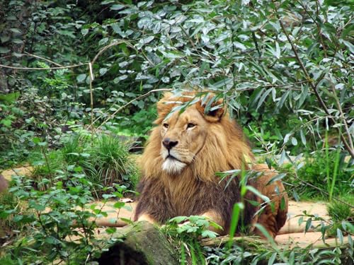 OZLHSP 500 Teile Puzzle Löwen Große Tiere 52x38cm von OZLHSP