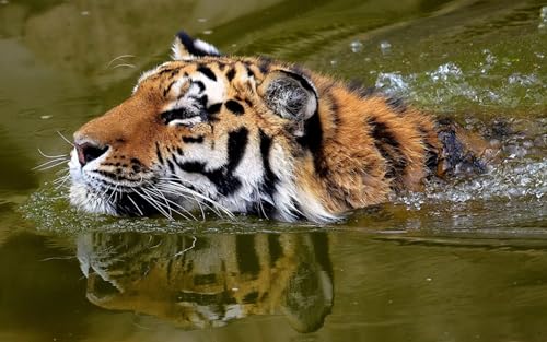 OZLHSP EIN unvergessliches Puzzle 1000 Teile Tiger, Großkatzen, Schwimmtiere 75x50cm OZLHSP EIN unvergessliches Puzzle 1000 Teile Tiger, Großkatzen, Schwimmtiere 75x50cm von OZLHSP