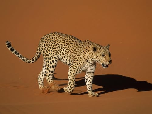 OZLHSP EIN unvergessliches Puzzle 1500 Teile Leoparden Große Tiere 87x57cm von OZLHSP