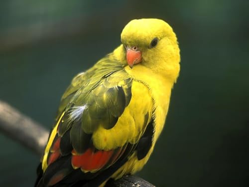 OZLHSP EIN unvergessliches Puzzle 500 Teile Papageien Tiere 52x38cm OZLHSP EIN unvergessliches Puzzle 500 Teile Papageien Tiere 52x38cm von OZLHSP