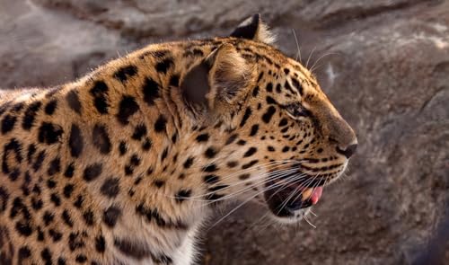 OZLHSP Erwachsene 3D Puzzle 500 Teile Leoparden Großkatzen Tier 52x38cm von OZLHSP