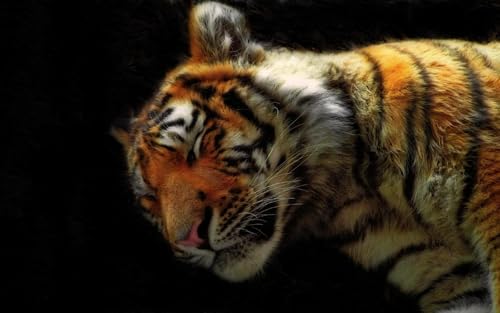OZLHSP Erwachsene 3D Puzzle 500 Teile Tiger Große Tiere 52x38cm von OZLHSP
