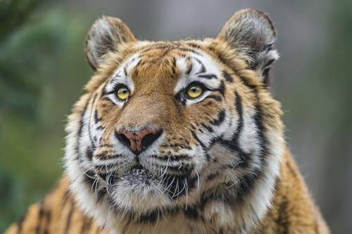 OZLHSP Erwachsene 3D Puzzle 500 Teile Tiger Tiere 52x38cm von OZLHSP