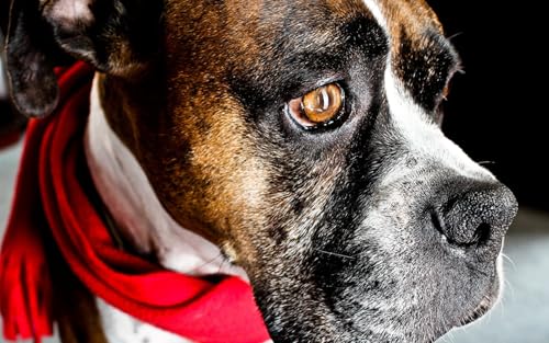OZLHSP Erwachsenen Puzzle 1000 Teile Boxer Tiere 75x50cm OZLHSP Erwachsenen Puzzle 1000 Teile Boxer Tiere 75x50cm von OZLHSP