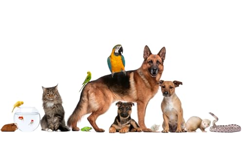 OZLHSP Erwachsenen Puzzle 500 Teile Hirtenschlangen Papageien Meer 52x38cm OZLHSP Erwachsenen Puzzle 500 Teile Hirtenschlangen Papageien Meer 52x38cm von OZLHSP