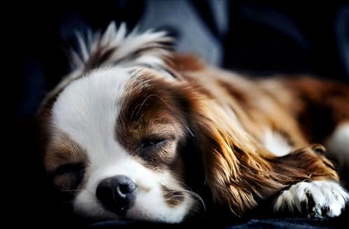 OZLHSP Game Puzzle 1000 Teile Spaniel Welpe King Charles Spaniel Tiere 75x50cm von OZLHSP