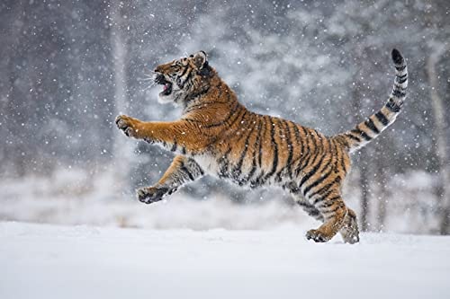 OZLHSP Geschenk Junge 3D Puzzle 1000 Teile Tiger Tier 75x50cm von OZLHSP