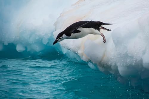OZLHSP Geschenk Junge 3D Puzzle 1500 Teile Pinguine Eissprung Tier 87x57cm von OZLHSP