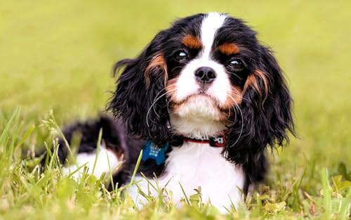 OZLHSP Geschenk Junge 3D Puzzle 1500 Teile Spaniel King Charles Spaniel Tiere 87x57cm von OZLHSP