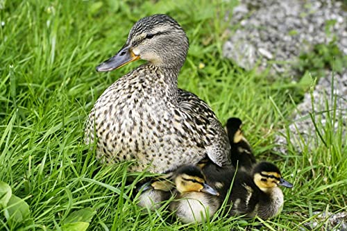 OZLHSP Geschenk Junge 3D Puzzle 500 Teile Enten Tiere 52x38cm von OZLHSP