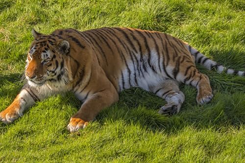OZLHSP Geschenk Jungs 3D Puzzle 500 Teile Tiger Große Tiere 52x38cm von OZLHSP