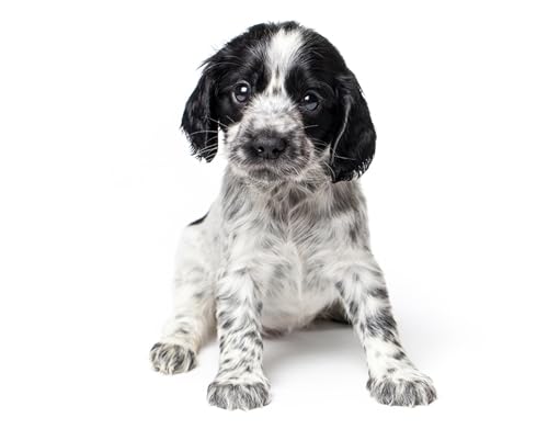 OZLHSP Geschenk Kind mädchen 3D Puzzle 1000 Teile Spaniel-Welpentiere 75x50cm OZLHSP Geschenk Kind mädchen 3D Puzzle 1000 Teile Spaniel-Welpentiere 75x50cm von OZLHSP