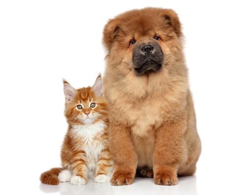 OZLHSP Geschenk Kind mädchen 3D Puzzle 1500 Teile Chow Chow Katzen Tier 87x57cm OZLHSP Geschenk Kind mädchen 3D Puzzle 1500 Teile Chow Chow Katzen Tier 87x57cm von OZLHSP