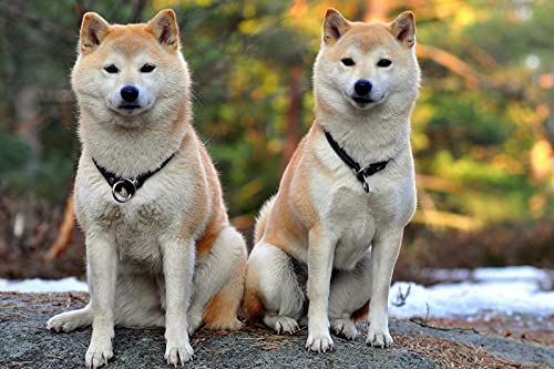 OZLHSP Geschenk Kind mädchen 3D Puzzle 500 Teile Akita Inu Tier 52x38cm von OZLHSP