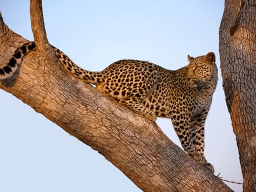OZLHSP Geschenk Kind mädchen 3D Puzzle 500 Teile Leopard Große Tiere 52x38cm von OZLHSP