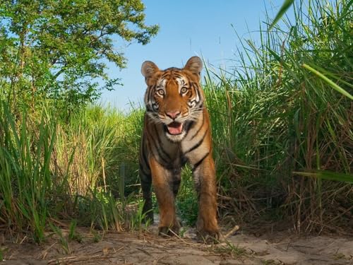 OZLHSP Geschenk Puzzle 1000 Teile Tiger Große Tiere 75x50cm von OZLHSP