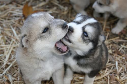 OZLHSP Geschenk Puzzle 1500 Teile Husky-Welpentiere 87x57cm von OZLHSP