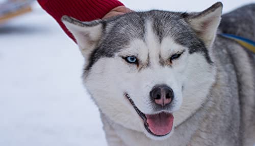 OZLHSP Geschenk jährigen Jungen 3D Puzzle 500 Teile Husky-Tiere 52x38cm von OZLHSP