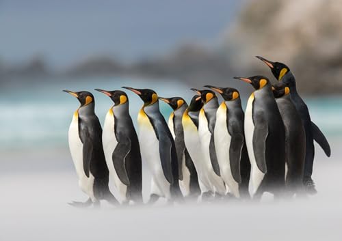 OZLHSP Geschenk mädchen 3D Puzzle 1000 Teile Pinguine Königspinguin Tiere 75x50cm von OZLHSP