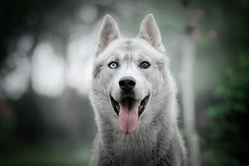 OZLHSP Geschenke Junge 3D Puzzle 500 Teile Husky-Tier 52x38cm OZLHSP Geschenke Junge 3D Puzzle 500 Teile Husky-Tier 52x38cm von OZLHSP