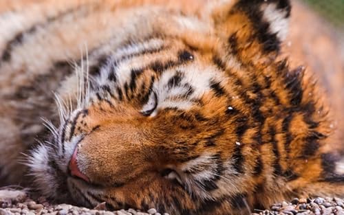 OZLHSP Geschenke Junge 3D Puzzle 500 Teile Tiger Großkatzen Tier 52x38cm von OZLHSP