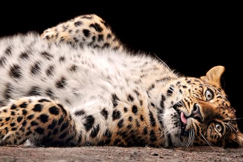 OZLHSP Geschenke Jungen 3D Puzzle 1500 Teile Leopard Große Tiere 87x57cm von OZLHSP