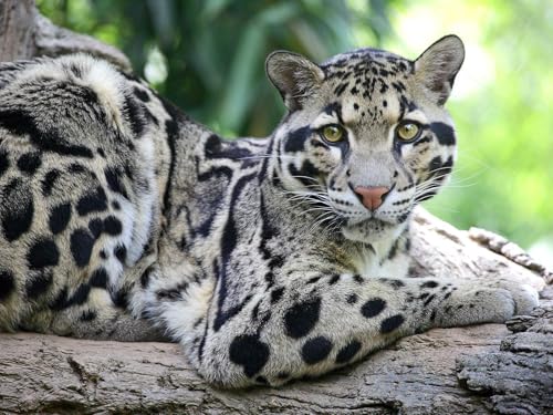 OZLHSP Geschenke Jungen Puzzel 1000 Teile Leoparden Große Tiere 75x50cm von OZLHSP