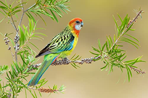 OZLHSP Geschenke Jungen Puzzel 500 Teile Papageien Tier 52x38cm von OZLHSP