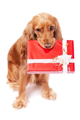 OZLHSP Geschenke Jungen Puzzle 1000 Teile Cocker Spaniel 75x50cm von OZLHSP