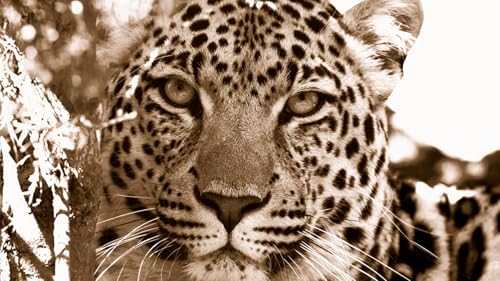 OZLHSP Geschenke Puzzle 500 Teile Leoparden Große Tiere 52x38cm von OZLHSP