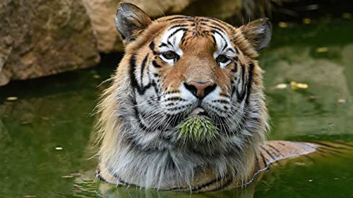 OZLHSP Geschenke Puzzle 500 Teile Tiger Tier 52x38cm von OZLHSP
