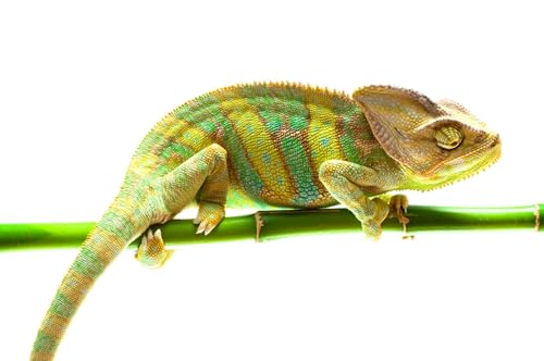 OZLHSP Geschenke für Jungen 3D Puzzle 1000 Teile Chamäleons Tiere 75x50cm OZLHSP Geschenke für Jungen 3D Puzzle 1000 Teile Chamäleons Tiere 75x50cm von OZLHSP