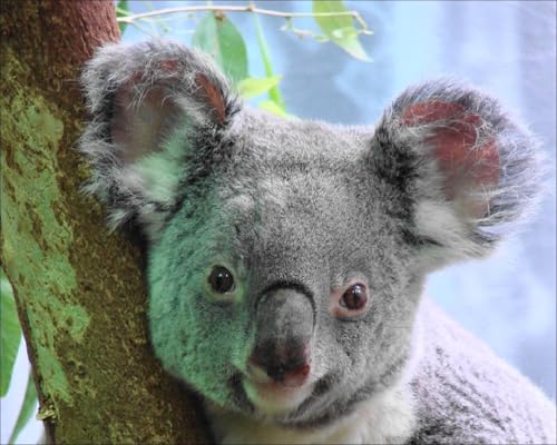 OZLHSP Geschenke für Jungen 3D Puzzle 500 Teile Koalas Bären Tier 52x38cm von OZLHSP