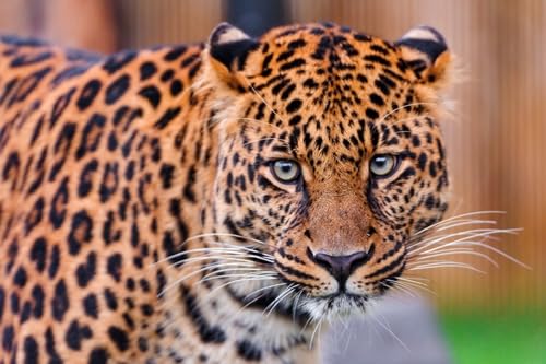 OZLHSP Geschenke für Jungen 3D Puzzle 500 Teile Leopard Große Tiere 52x38cm von OZLHSP