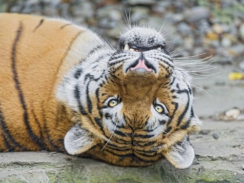 OZLHSP Geschenke für Jungen 3D Puzzle 500 Teile Tiger Großkatzen Tier 52x38cm von OZLHSP