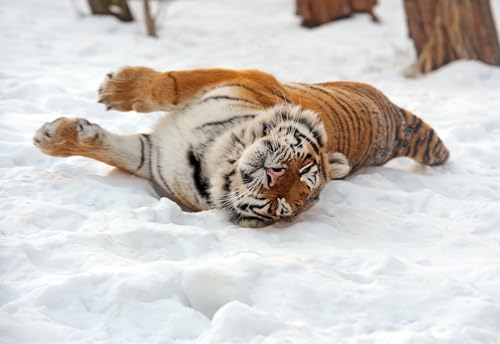 OZLHSP Geschenke für Jungen Puzzel 500 Teile Tiger Tiere 52x38cm OZLHSP Geschenke für Jungen Puzzel 500 Teile Tiger Tiere 52x38cm von OZLHSP