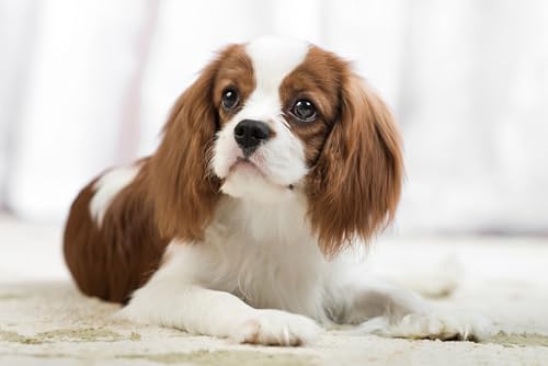 OZLHSP Geschenke für Kinder 3D Puzzle 1500 Teile Spaniel King Charles Spaniel Tiere 87x57cm von OZLHSP