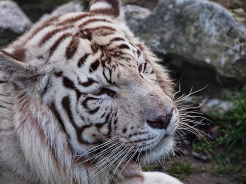 OZLHSP Geschenke für Kinder 3D Puzzle 500 Teile Tiger Großkatzen Bengal 52x38cm von OZLHSP