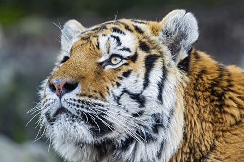 OZLHSP Geschenke für mädchen 3D Puzzle 1000 Teile Tiger Große Tiere 75x50cm von OZLHSP