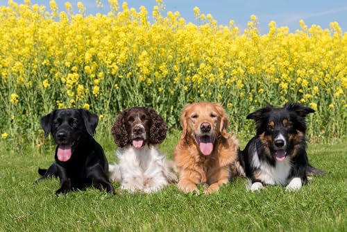 OZLHSP Impossible Puzzle 500 Teile Tiere Retriever Spaniel Border Collie 52x38cm von OZLHSP
