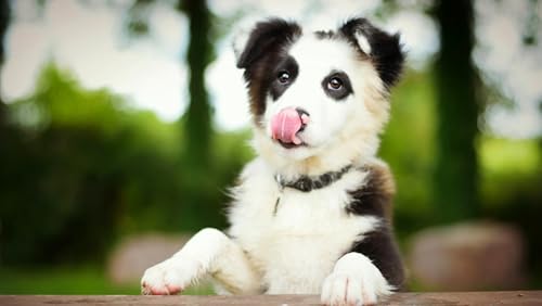 OZLHSP Jigsaw Puzzle 1000 Teile Border Collie Welpen Tiere 75x50cm von OZLHSP