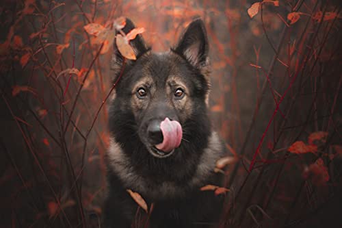 OZLHSP Jigsaw Puzzle 1000 Teile Deutsche Schäferhunde 75x50cm von OZLHSP
