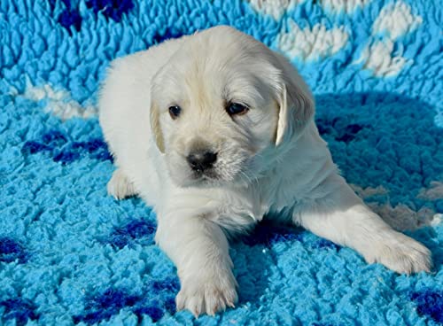 OZLHSP Jigsaw Puzzle 1000 Teile Golden Retriever Welpe Tier 75x50cm von OZLHSP