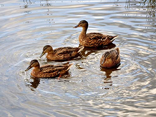OZLHSP Jigsaw Puzzle 500 Teile Enten Tiere 52x38cm von OZLHSP