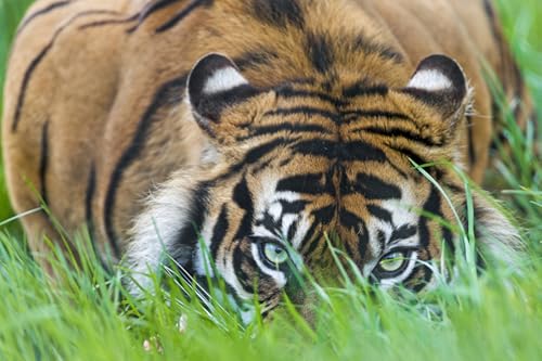 OZLHSP Jungen 3D Puzzle 1500 Teile Tiger Tier Das 87x57cm OZLHSP Jungen 3D Puzzle 1500 Teile Tiger Tier Das 87x57cm von OZLHSP