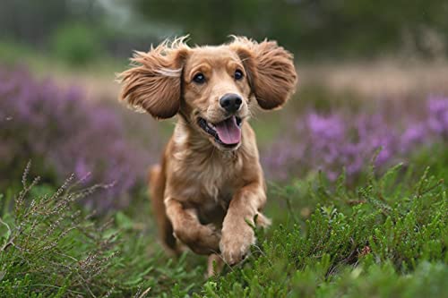OZLHSP Jungen 3D Puzzle 500 Teile Spaniel Tier 52x38cm OZLHSP Jungen 3D Puzzle 500 Teile Spaniel Tier 52x38cm von OZLHSP